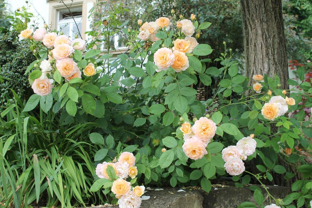Maison Mille Fleurs Sankt Julian Екстериор снимка
